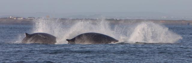 Whale watching in Ireland | Ireland.com